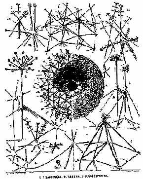 Ernt Haeckel, dibujo de radiolarias